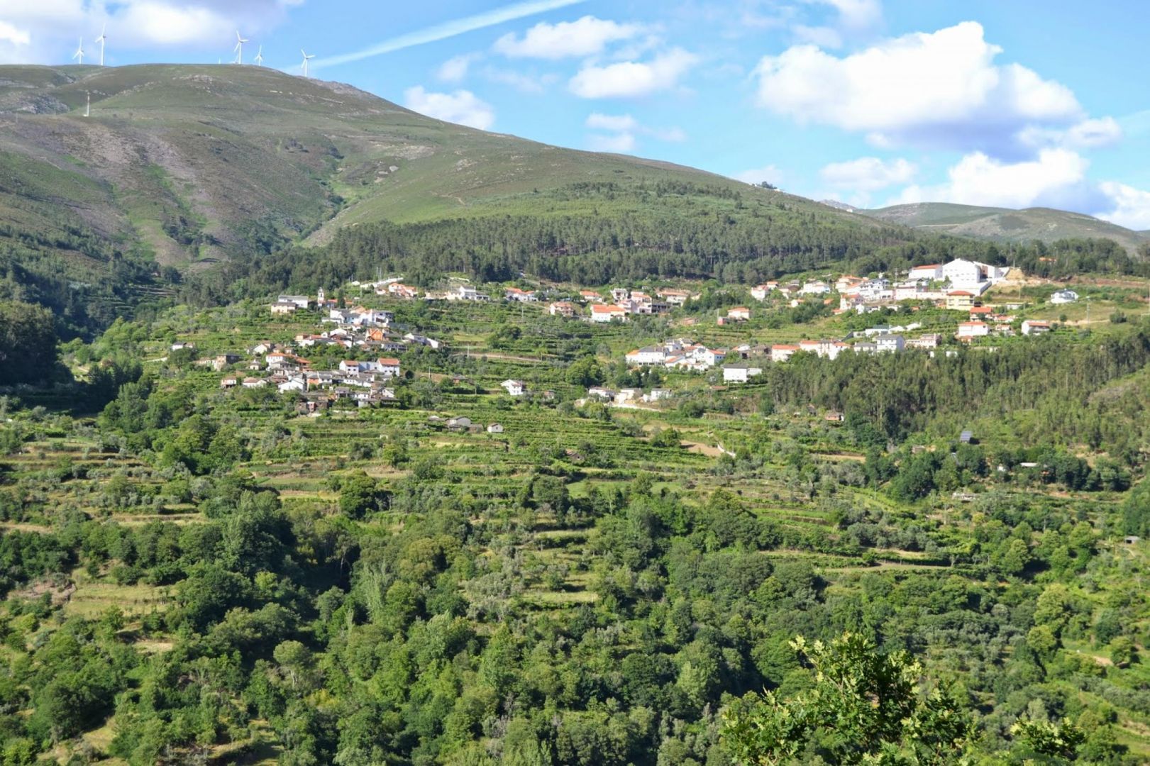 Canídeos
